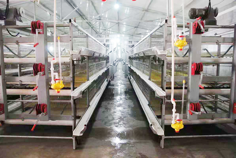 肉鸡行情，，，，，，及养殖肉鸡设备