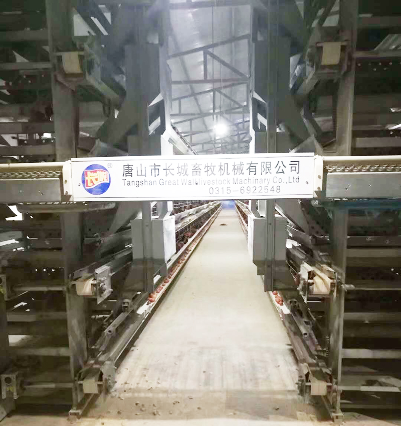 如果您想用自动化设备养蛋鸡，，，，，哪些蛋鸡设备是必不可少的？？？？？？？