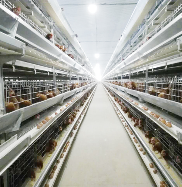 使用全自动养鸡设备养鸡用什么饲料好？？？？？？？